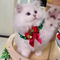 ราคา Pet Collar Christmas Style Bow Lace Collar Cat Dog New Year Celebration Saliva Towel Bib 6ZaB (42326811403)