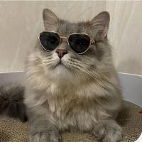 ราคา Pet Cat Glasses Retro Cool Dog Glasses Doll Photo Props Dogs and Cats Funny Sunglasses Ornament Medium Jarre Aero Bull 3YhZ (26372888863)