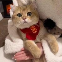 ราคา Cat Dog Scarf New Year Pet Accessories Ornament Scarf Red Cute Wool Keep Warm Knitted Christmas Scarf YMMV (55151939977)