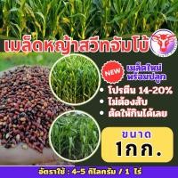 ราคา สวีทจัมโบ้ เมล็ดสวีทจัมโบ้ 1 กิโลกรัม พร้อมปลูก รับประกันการงอก หญ้าเลี้ยงสัตว์ หญ้า พันธ์ุหญ้า หญ้าเลี้ยงวัว ควาย (3863761843)
