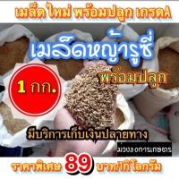ราคา รูซี่ เมล็ดหญ้ารูซี่ 1 กิโลกรัม รับประกันการงอก พร้อมปลูกปี หญ้าเลี้ยงสัตว์ หญ้า พันธ์ุหญ้า หญ้าเลี้ยงวัว (6466141917)