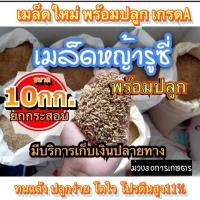 ราคา รูซี่ เมล็ดหญ้ารูซี่ 10 กิโลกรัม รับประกันการงอก พร้อมปลูก ลูซี่ หญ้าเลี้ยงสัตว์ พันธ์ุหญ้า หญ้าเลี้ยงวัว (11061956601)
