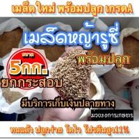ราคา รูซี่ เมล็ดหญ้ารูซี่ 5 กิโลกรัม รับประกันการงอก พร้อมปลูก ลูซี่ หญ้าเลี้ยงสัตว์ พันธ์ุหญ้า หญ้าเลี้ยงวัว (11661956310)