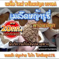 ราคา รูซี่ เมล็ดหญ้ารูซี่ 20 กิโลกรัม รับประกันการงอก พร้อมปลูก ลูซี่ หญ้าเลี้ยงสัตว์ พันธ์ุหญ้า หญ้าเลี้ยงวัว (9995626488)