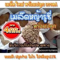 ราคา รูซี่ เมล็ดหญ้ารูซี่ 4 กิโลกรัม รับประกันการงอก พร้อมปลูก ลูซี่ หญ้าเลี้ยงสัตว์ พันธ์ุหญ้า หญ้าเลี้ยงวัว (15101763815)