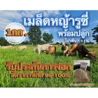 ราคา รูซี่ เมล็ดหญ้ารูซี่ 1 กิโลกรัม พร้อมปลูก หญ้าลูซี่ หญ้าเลี้ยงสัตว์ หญ้า พันธ์ุหญ้า หญ้าเลี้ยงวัว (25662905221)