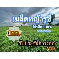 ราคา รูซี่ เมล็ดหญ้ารูซี่ 1 กิโลกรัม พร้อมปลูก หญ้ารูซี่ หญ้า ลูซี่ หญ้าเลี้ยงสัตว์ พันธ์ุหญ้า หญ้าเลี้ยงวัว (25512886507)