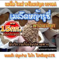 ราคา รูซี่ เมล็ดหญ้ารูซี่ 15 กิโลกรัม รับประกันการงอก พร้อมปลูก หญ้าเลี้ยงสัตว์ หญ้า พันธ์ุหญ้า หญ้าเลี้ยงวัว (17434980151)