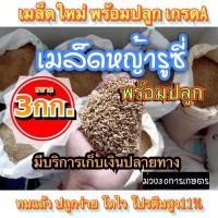 ราคา รูซี่ เมล็ดหญ้ารูซี่ 3 กิโลกรัม รับประกันการงอก พร้อมปลูก หญ้าเลี้ยงสัตว์ พันธ์ุหญ้า หญ้าเลี้ยงวัว (14601764049)