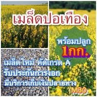 ราคา ปอเทือง เมล็ดปอเทือง 1 กิโลกรัม รับประกันการงอก พร้อมปลูก (11229110289)