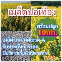 ราคา ปอเทือง 10 กิโลกรัม พร้อมปลูก ใส่กระสอบ (13832722115)