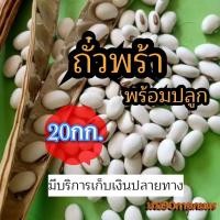 ราคา ถั่วพร้า เมล็ดถั่วพร้า 20 กิโลกรัม รับประกันการงอก (17008150834)