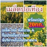 ราคา ปอเทือง 20 กิโลกรัม พร้อมปลูก คัดเมล็ดเกรดA ใส่กระสอบ (13132700095)