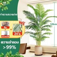 ราคา ต้นไม้ปลอม พร้อมกระถางและหินสีขาว ความจำลอง 99 ต้นไม้มงคลปลอม ต้นไม้เทียม 18 24ใบ ต้นไม้ปลอมใหญ่ ของแต่งบ้าน แต่งห้อง (27910071447)