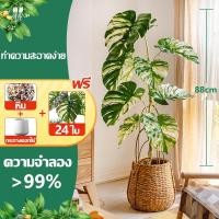 ราคา Polly ความจำลอง 99 สูง 78 88ซม ต้นไม้ปลอม มอนสเตอร่าใบด่าง ตั้งหน้าทีวี ตั้งพื้นและหัวเตียง ต้นไม้มงคล มีกระถางและหินขาวให้ทุกรายการ (26660135472)