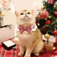 ราคา โบว์แมว ผ้าพันคอแมว S M ผ้าพันคอถัก ปลอกคอสัตว์เลี้ยง ประดับโบว์ สามารถปรับได้ (55900464860)