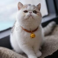 ราคา Yuki ลูกกระพรวน กระดิ่งสำหรับใส่ปลอกคอแมว กระพรวน กระดิ่ง น้องแมวหลากสี มีราคาส่ง Cat Ring (23817812684)