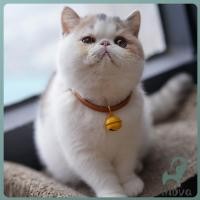 ราคา Jnv ลูกกระพรวน กระดิ่งสำหรับใส่ปลอกคอแมว กระพรวน กระดิ่ง น้องแมวหลากสี มีราคาส่ง Cat Ring (42965258649)