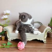 ราคา กระดานลับเล็บแมวโซฟา Concubine Ta หรูหรากระดานลับเล็บแมวขนาดใหญ่กรอบปีนเขาพร้อมรังแนวตั้งรังแคกรงเล็บแมวบดแมว (54800108520)