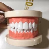 ราคา โมเดลสอนลูกแปรงฟัน โมเดลฝึกสอนเพื่อการเรียนรู้ในห้องเรียน (5939559040)