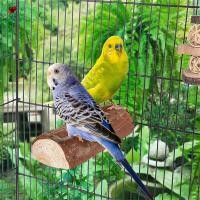 ราคา 2PCS ไม้ธรรมชาติ Bird Perch สําหรับนกแก้ว Cockatiel Budgie Lovebird กรงนกขนาดเล็กอุปกรณ์เสริมฮาร์ดแวร์สแตนเลส (41926796625)