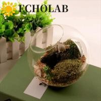 ราคา เสียงสะท้อน แจกันลูกแก้วใส แจกันแก้วบอโรซิลิเกตใส ขวดปลูก โปร่งใส 8 10 12 16 ซม เฉียง ฉ่ํา ภาชนะพืชตกแต่งสํานักงาน (53852720825)