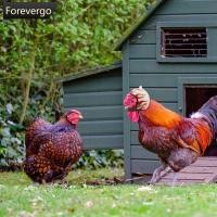 ราคา FVG หมวกกันน็อคไก่ตลกสัตว์เลี้ยงขนาดเล็กหมวกแข็งนกนกกระทานกพิราบหมวกป้องกันหมวกสัตว์เลี้ยงนกหมวกกันน็อคอุปกรณ์สัตว์เลี้ยง (55101703288)