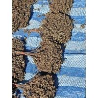 ราคา มะแขว่น 1กิโล หอมๆ มะแขว่นตากแห้ง (42126853977)