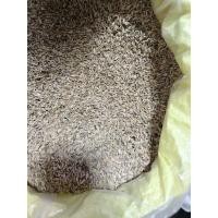 ราคา ยี่หร่า 1กิโล เมล็ดพันธุ์ยี่หร่า ปลูกได้ ทำเครื่องเทศได้ ใหม่ๆ หอมๆ (54051931823)