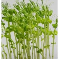 ราคา 1กิโล โต้วเหมี่ยว เมล็ดถั่วลันเตาขาว ปลูกกินยอด (43326707860)