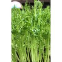 ราคา เมล็ดโต้วเหมี่ยว 1กิโล อัตราการงอก90 ถั่วลันเตาขาว กินยอดอ่อน (56602394153)