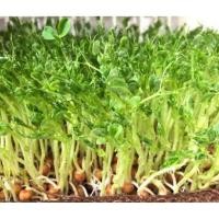 ราคา เมล็ดโต้วเหมี่ยว ต้นอ่อนถั่วลันเตา 1กิโล เมล็ดถั่วลันเตาขาว (28638936808)