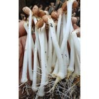 ราคา ถั่วงอกหัวโต 1กิโล เมล็ดถั่วลิสงใช้เพาะงอก ถั่วใหม่ ถั่วลิสงแดง (44304642209)