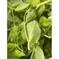 ราคา ถั่วลันเตาปลูก 1กิโล ใบใหญ่ ปลูกกินยอด กินใบ กินฝัก เมล็ดโต้วเหมี่ยว (55402394252)