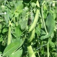 ราคา 1กิโล เมล็ดพันธุ์ถั่วลันเตา และเมล็ดพันธุ์ถั่วลันเตาหวานพร้อมปลูก 1กิโล (41354695559)