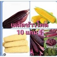 ราคา เมล็ดข้าวโพด 10 แถม 1 ถูกที่สุด มีหลายพันธุ์ให้เลือกค่ะ (40005830903)
