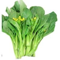 ราคา เมล็ดผักกาดกวางตุ้งดอก พร้อมปลูก10แถม2 (24396045393)