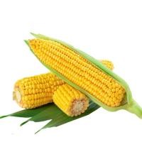 ราคา ข้าวโพดหวาน 10แถม (43455797122)