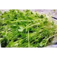 ราคา 5กิโล โต้วเหมี่ยว เมล็ดถั่วลันเตา กินยอดอ่อน 5กิโล (53902218395)