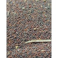 ราคา 1กิโล เมล็ดผักกาดเขียว ผักกาดแดง ผักกาดขาว 1กิโล (28640036951)