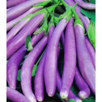 ราคา เมล็ดมะเขือยาวม่วง 10แถม2 (42559450642)