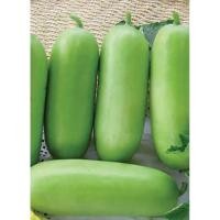 ราคา แฟง เมล็ดแฟงพร้อมปลูก 10แถม2 (29588912850)