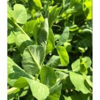 ราคา เมล็ดโต้วเหมี่ยว ใบใหญ่ 1กิโล กินยอด กินฝัก ถั่วลันเตาปลูก (57252951098)