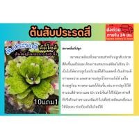 ราคา ต้นสับประรดสี ต้นไม้มงคล ต้นไม้ฟอกอากาศ สีชมพู จัดสวน แต่งบ้าน ธรรมชาติ ไม้ป่า พันธุ์ไม้นานา ปลูกง่าย โตไว สวนรอบบ้าน (43452539425)