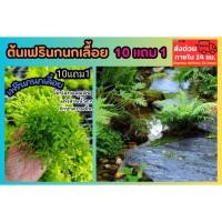 ราคา ต้นเฟรินกนกเลื้อย สวนน้ำตก สวนหิน ไม้น้ำ เฟรินกนกนารีเลื้อย เฟรินนาคราช มอสดิน ต้นกล้า เมล็ดพันธุ์ ไม้ธรรมชาติ ฟอกอากาศ (43002520882)