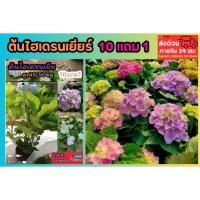 ราคา ต้นไฮเดรนเยียร์ ออกดอกทั้งปี สายพันธุ์สีฟ้าชมพูเหลืองในต้นเดียว ดอกไม้ แต่งบ้าน จัดสวน ธรรมชาติ กระถาง ผัก ต้นไม้หายาก (41557614629)