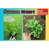 ราคา ต้นเมนทอล กระถาง 6 นิ้ว ต้นไม้สมุนไพร ไม้ประดับ สมุนไพร ต้นไม้ ฟอกอากาศ จัดสวน แต่งบ้าน สวนครัว ต้นกล้า ออแกนิก (41501582168)