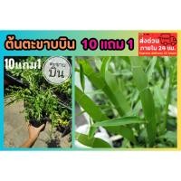 ราคา ต้นตะขาบบิน แก้ร้อนใน แก้พิษสัตว์กัดต่อย สมุนไพรไทย ตำรับยา อภัย ภูเบศ น์ ผักสวนครัว ธรรมชาติ ป้องกัน โบราณ พื้นบ้าน (40902422076)