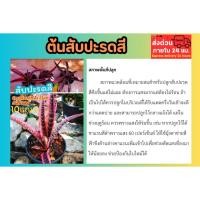 ราคา ต้นสับปะรดสี กิเลนแดง สับปะรดสีกิเลน Cryptanthus Elan ต้นไม้ ฟอกอากาศ สวน จัดสวน แต่งบ้าน แต่งสวน จัดสวน ธรรมชาติ (28787037709)