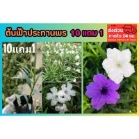 ราคา ต้นฟ้าประทานพร ต้อยติ่งฝรั่งดอกสีขาว ไม้แดด ต้นไม้ดอกสีขาวหายาก ต้นถ่อน ดอกไม้สีขาว ต้นไม้ รั้วบ้าน ธรรมชาติ ตกแต่ง (28386759138)